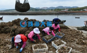 生蠔自動分揀機，取代人工分揀，高效精準省人工