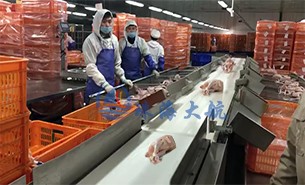 白條雞分揀機、整鴨分選機高效取代人工分揀，比人工快5倍