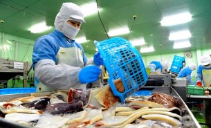 珠海大航鮮魷魚重量分選機 - 創新引領食品加工未來