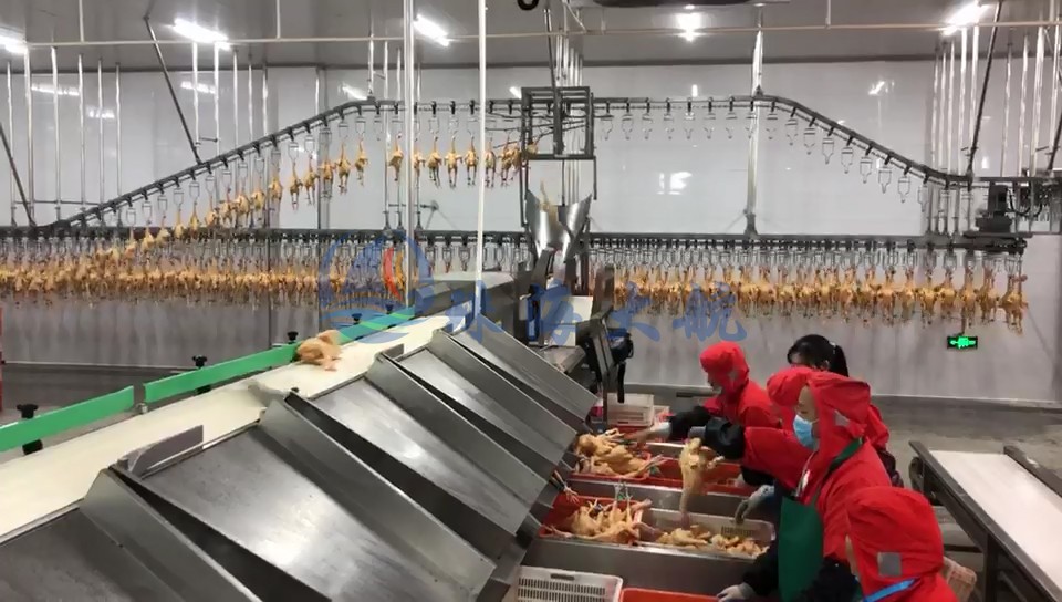 禽肉分選機客戶現場.jpg